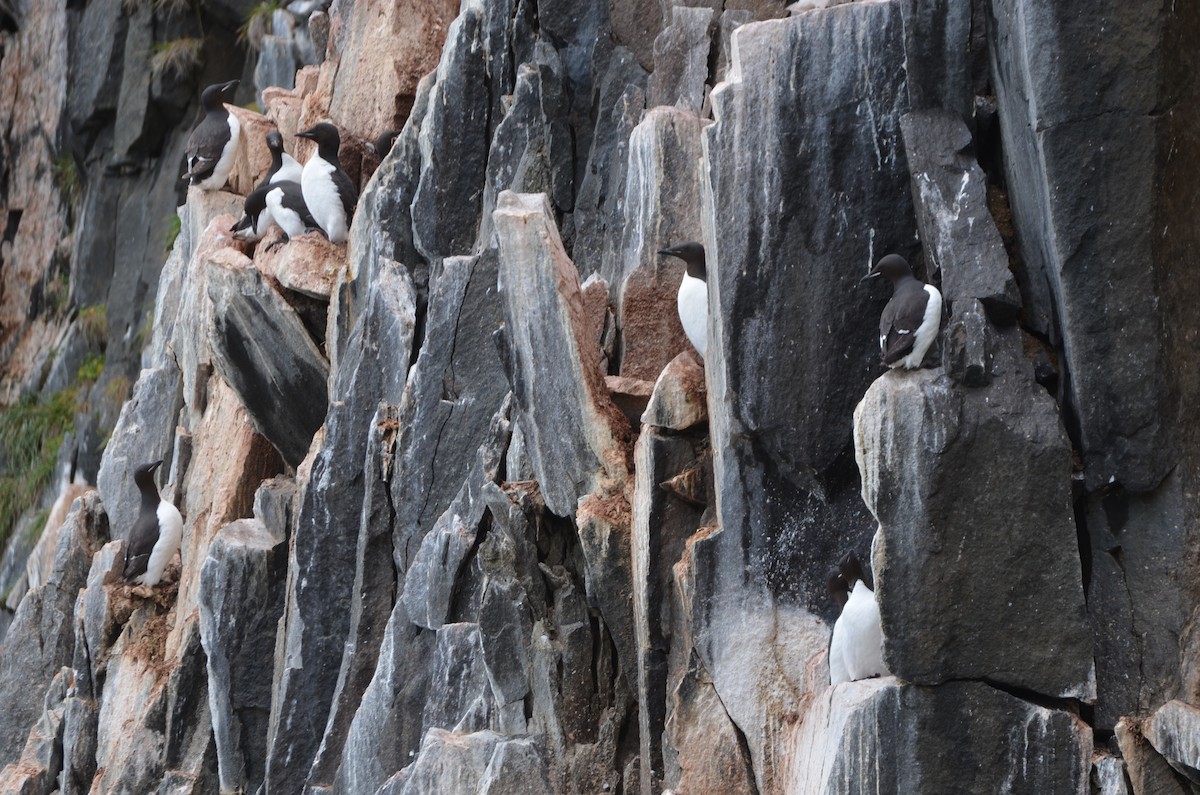 Толстоклювая кайра - ML647422106