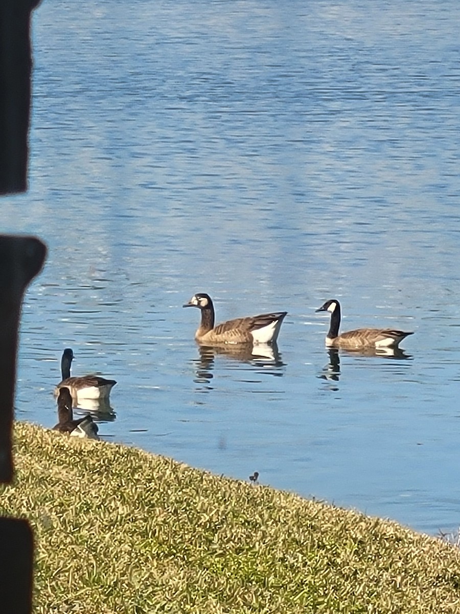 Domestic goose sp. x Canada Goose (hybrid) - ML647422131