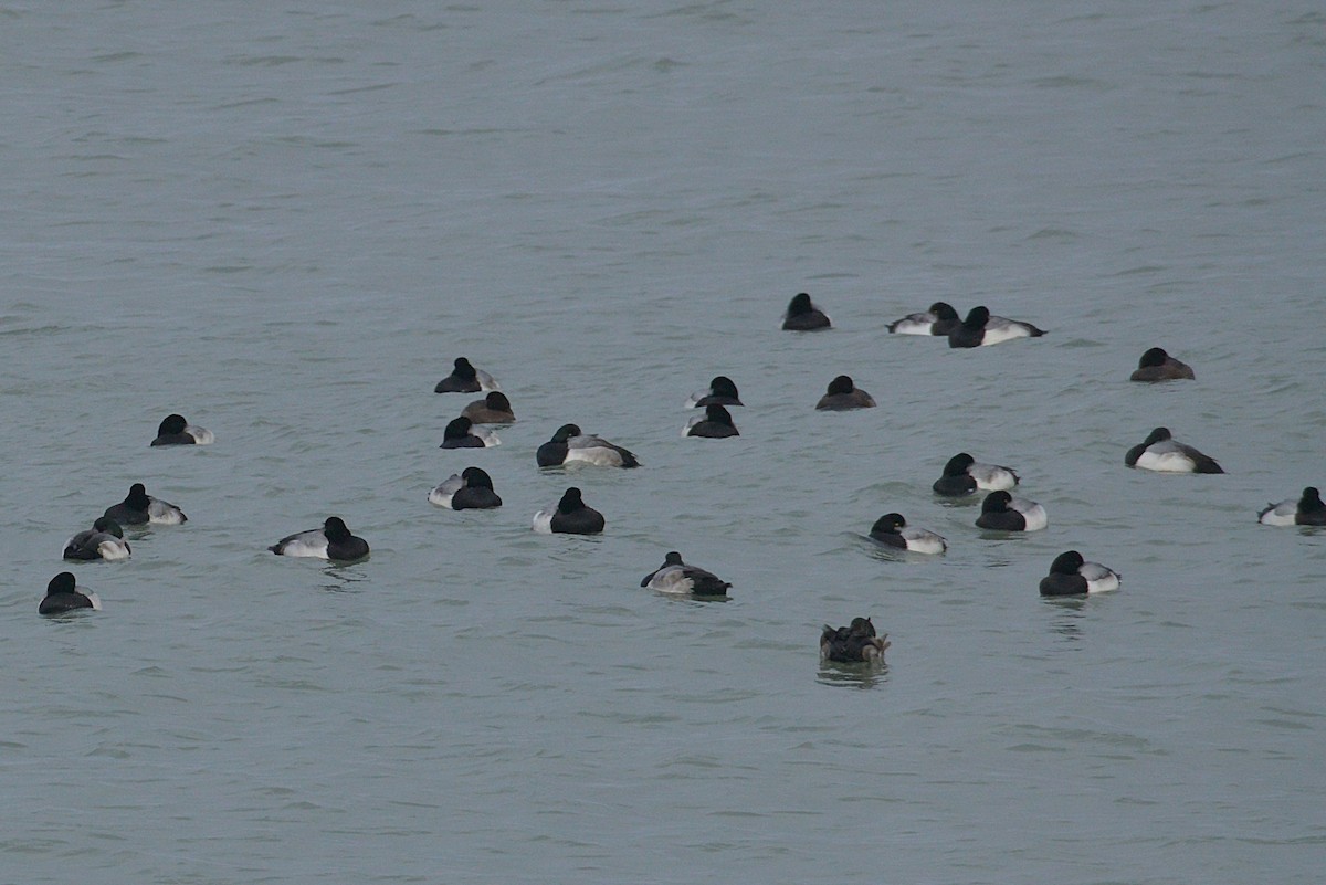 Greater Scaup - ML647422138