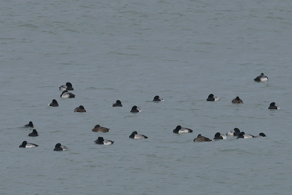 Greater Scaup - ML647422139