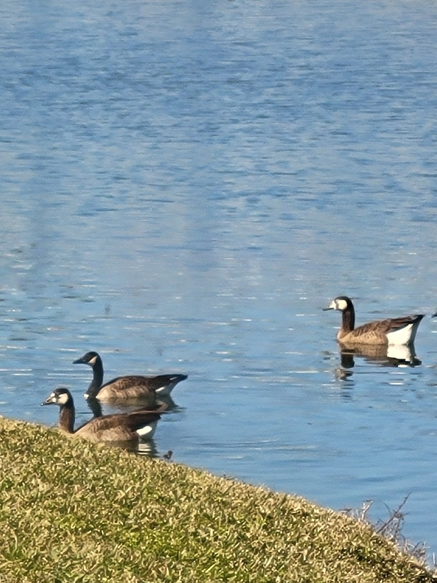 Domestic goose sp. x Canada Goose (hybrid) - ML647422156