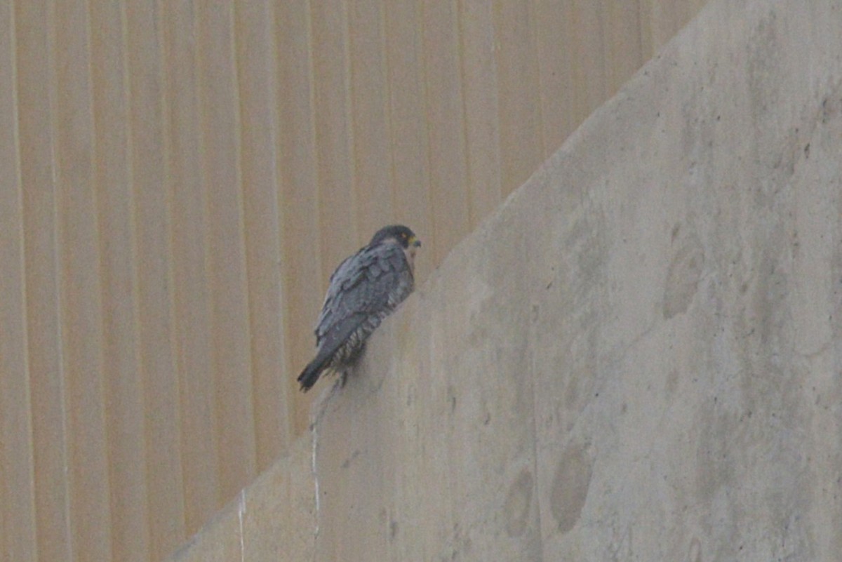 Peregrine Falcon - ML647422159