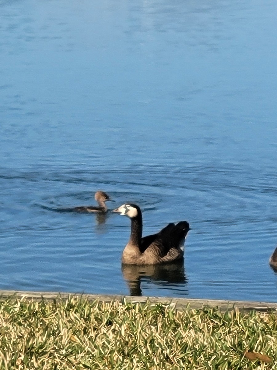 Domestic goose sp. x Canada Goose (hybrid) - ML647422166