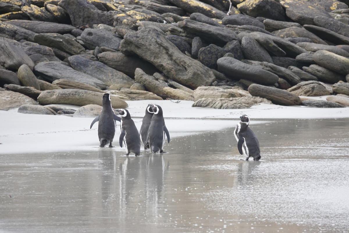 Magellanic Penguin - ML647422187