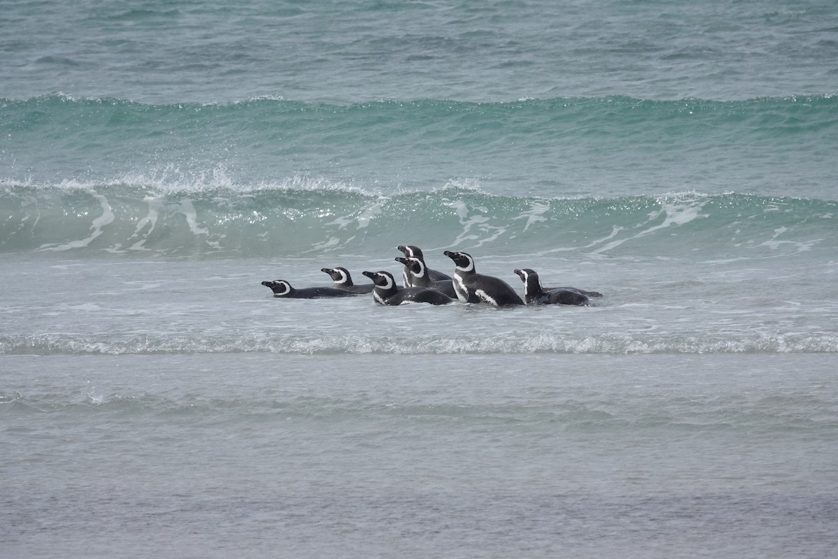 Magellanic Penguin - ML647422190