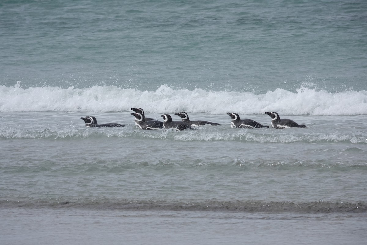 Magellanic Penguin - ML647422194