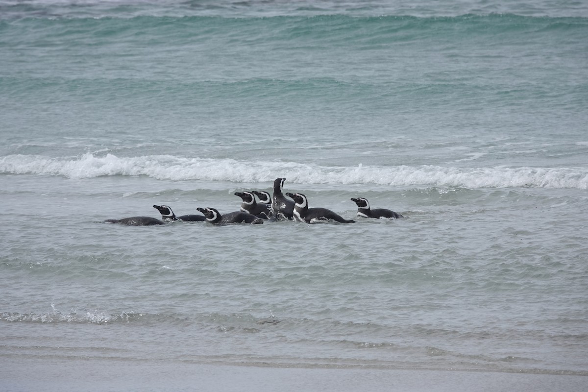 Magellanic Penguin - ML647422196