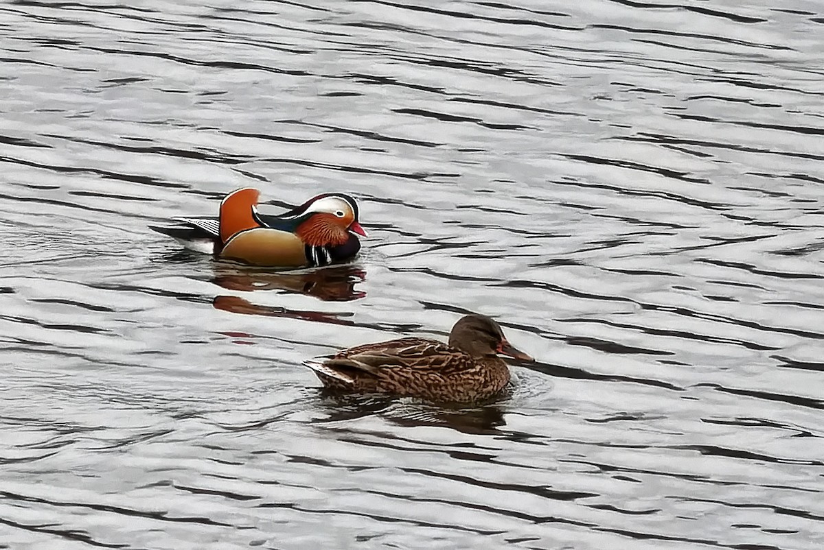 鴛鴦 - ML647422197