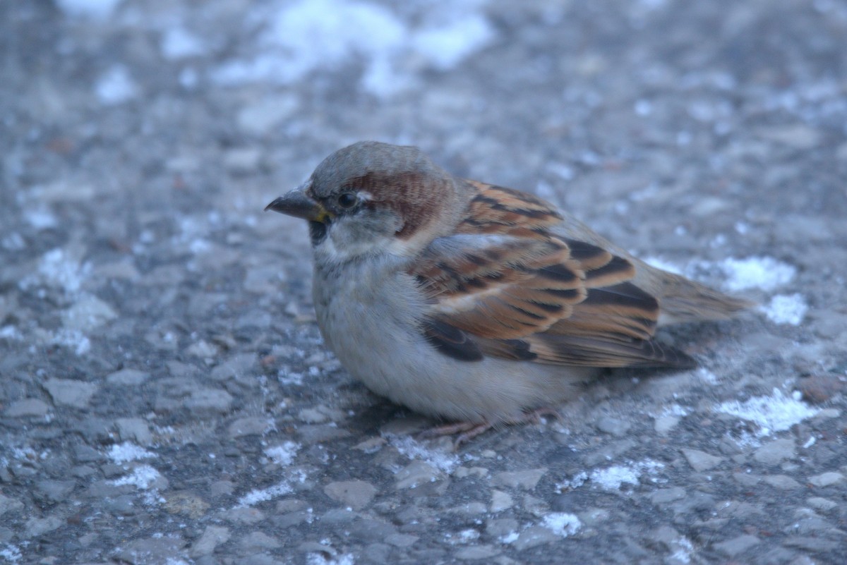 Gorrión Común - ML647422198