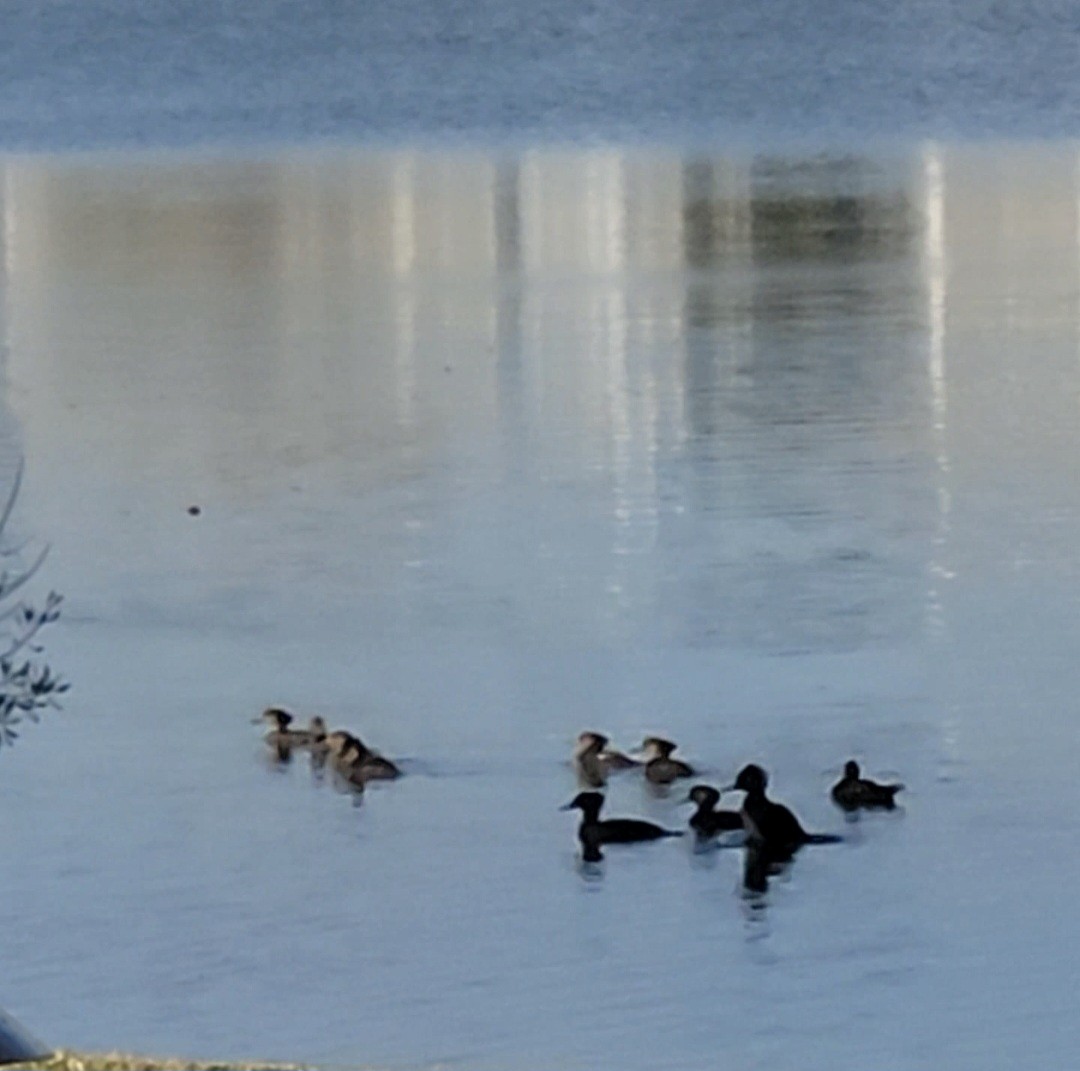 Hooded Merganser - ML647422200