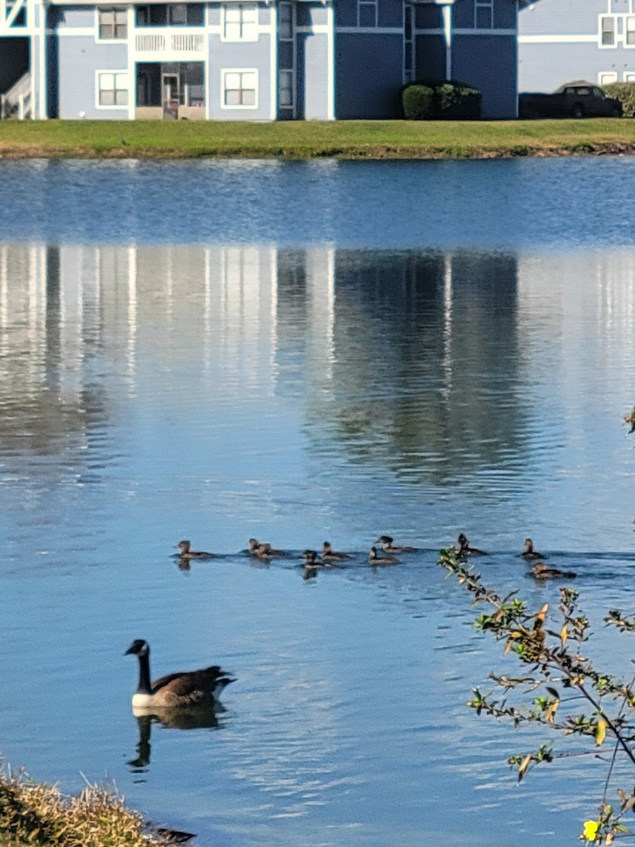 Hooded Merganser - ML647422201