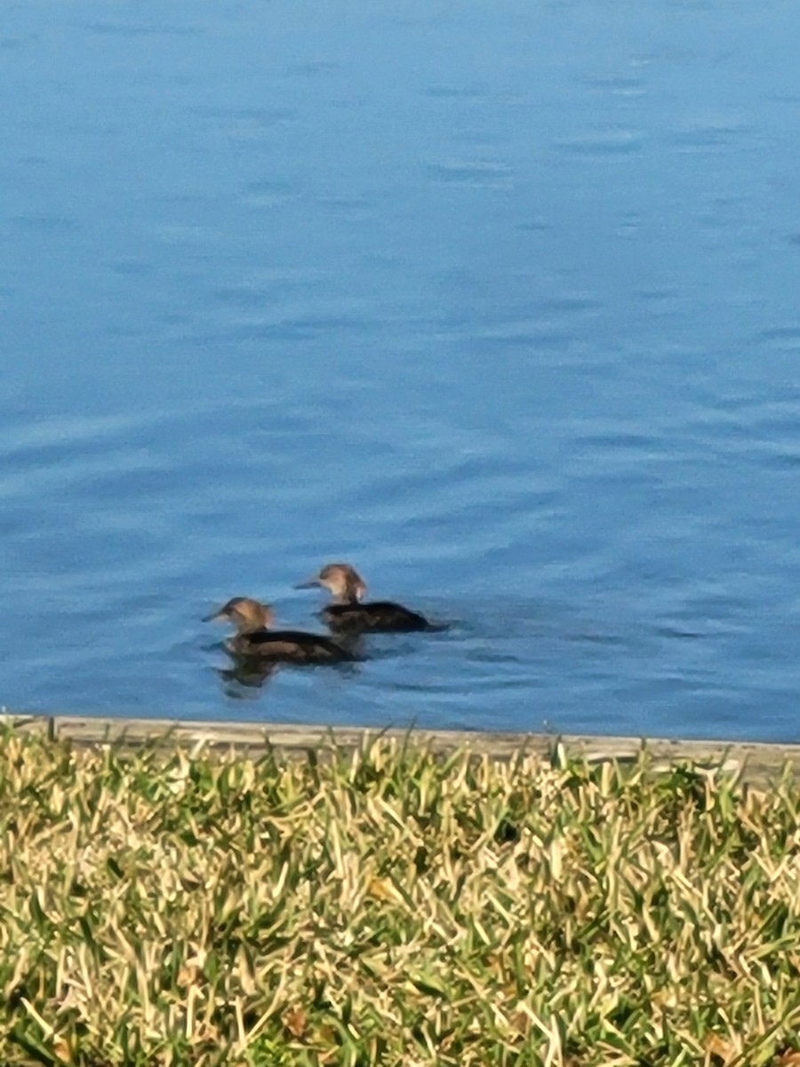 Hooded Merganser - ML647422202