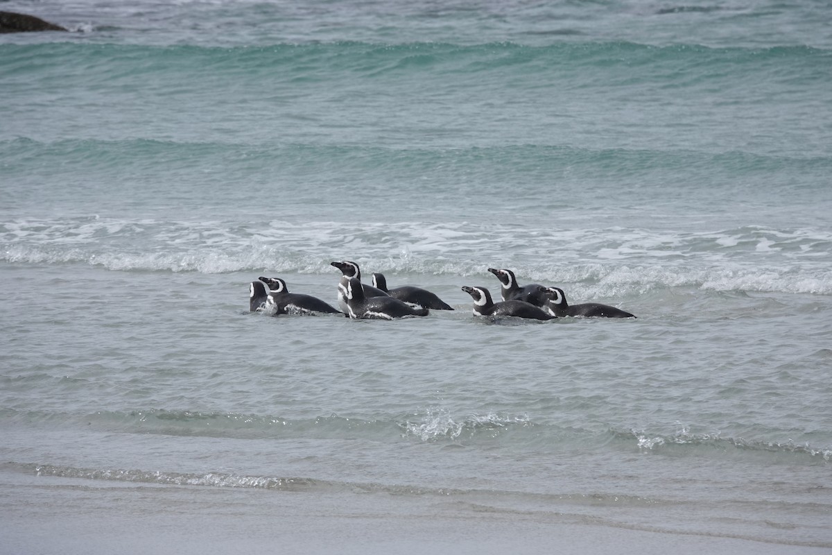 Magellanic Penguin - ML647422203