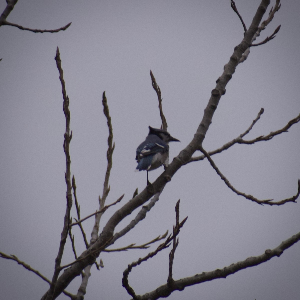 Blue Jay - ML647422204