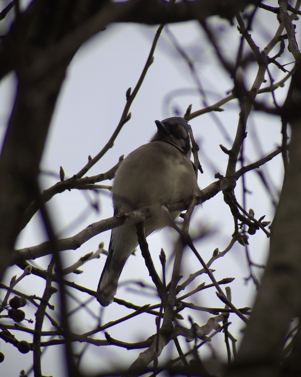 Blue Jay - ML647422205