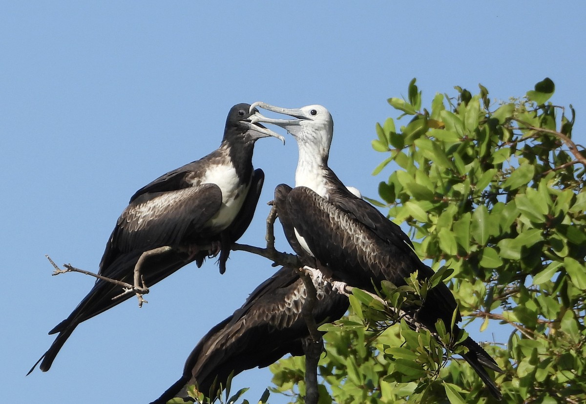 Magnificent Frigatebird - ML647422207