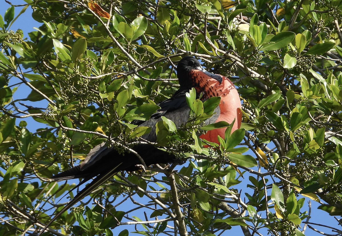 Magnificent Frigatebird - ML647422208