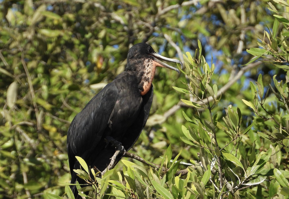 Magnificent Frigatebird - ML647422209