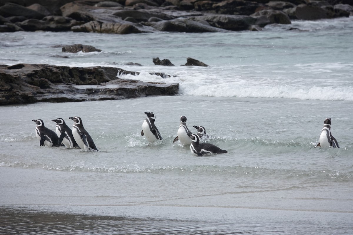 Magellanic Penguin - ML647422210