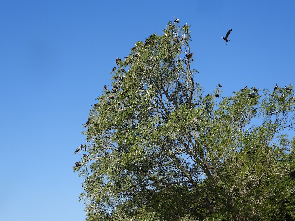Magnificent Frigatebird - ML647422211