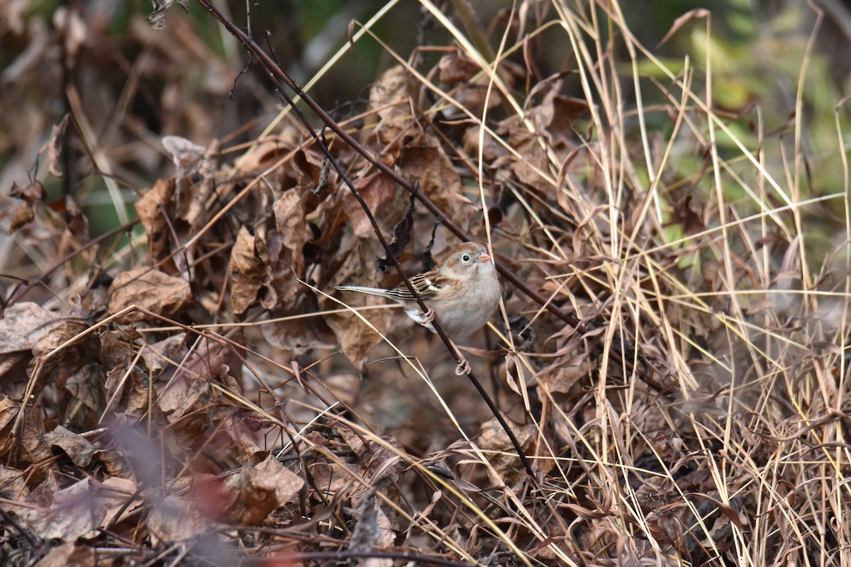 Field Sparrow - ML647422212