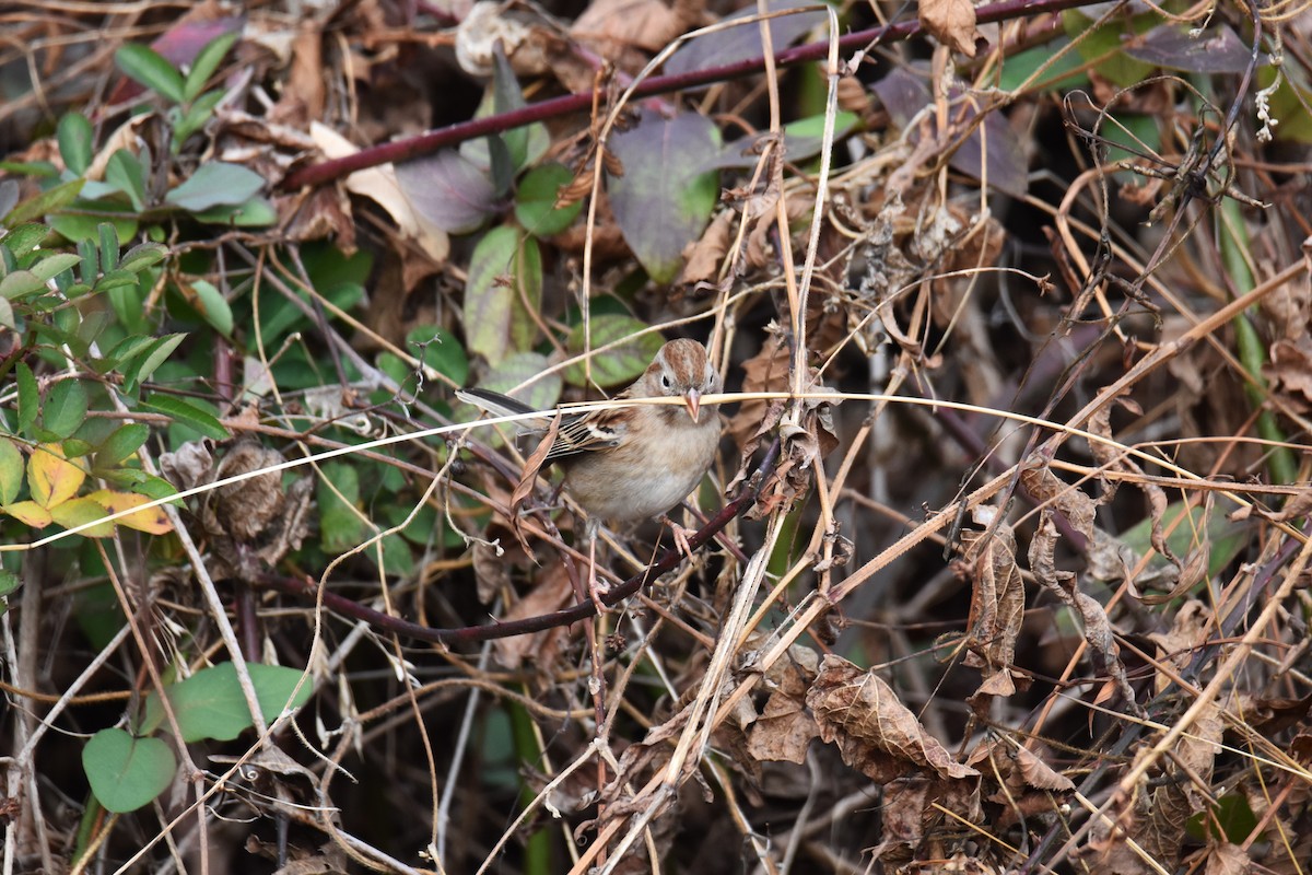 Field Sparrow - ML647422213