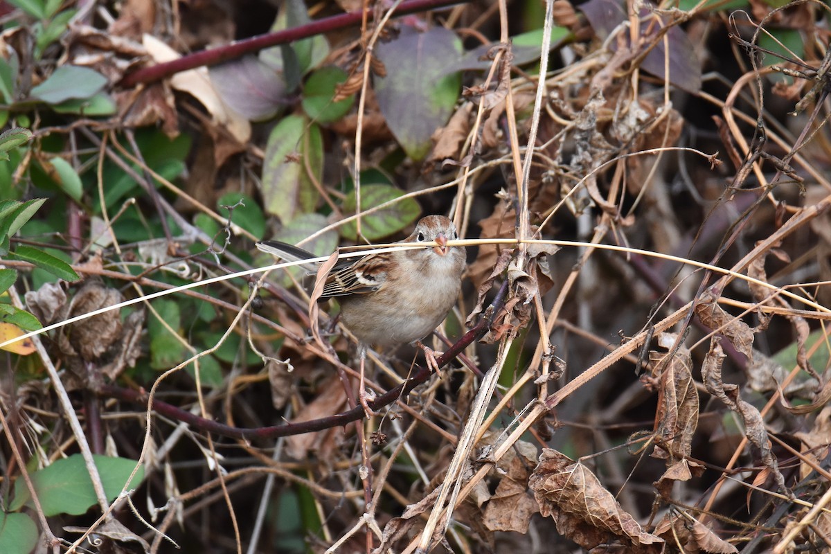 Field Sparrow - ML647422214