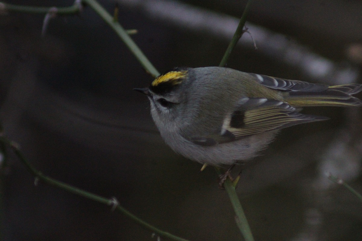 Golden-crowned Kinglet - ML647422217