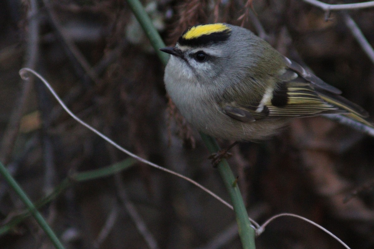 Golden-crowned Kinglet - ML647422218