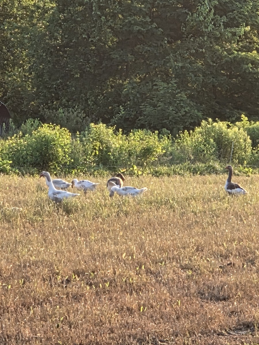 家鵝(馴化) - ML647422229