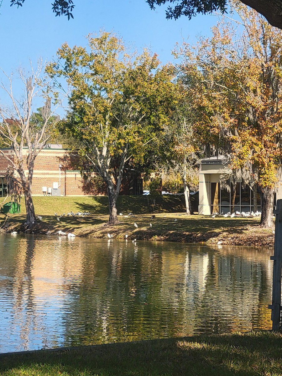 White Ibis - ML647422230