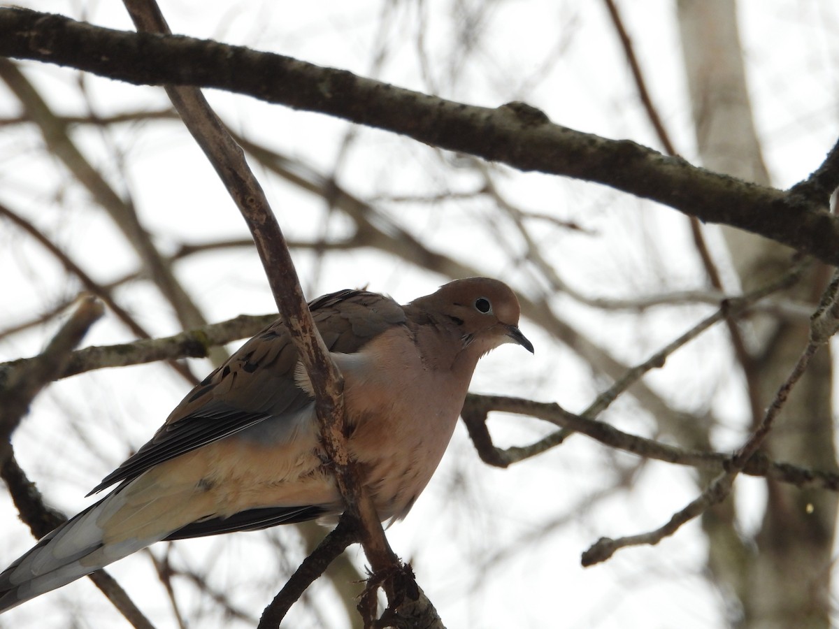Mourning Dove - ML647422231