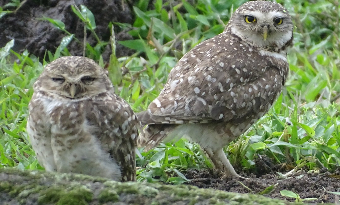 Burrowing Owl - ML647422232