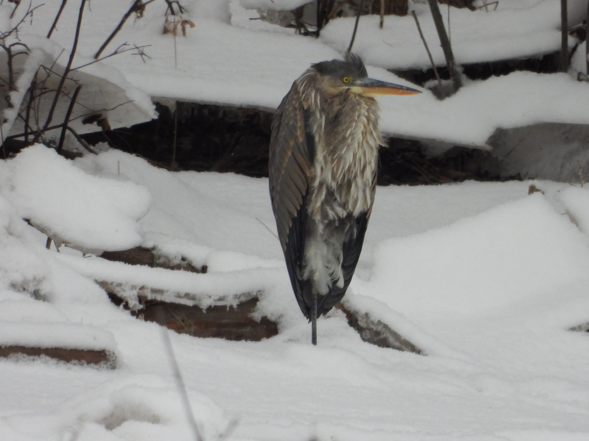 Great Blue Heron - ML647422233