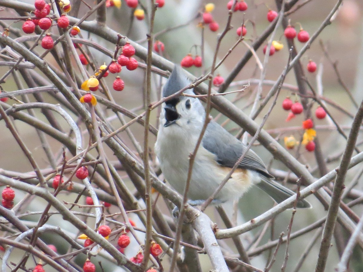 Tufted Titmouse - ML647422234