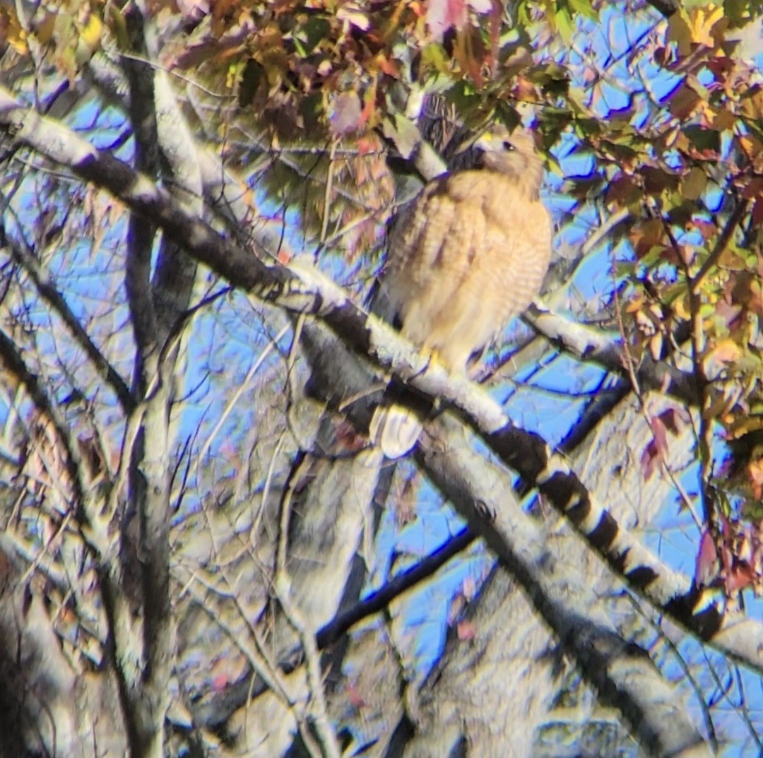 Red-shouldered Hawk - ML647422235