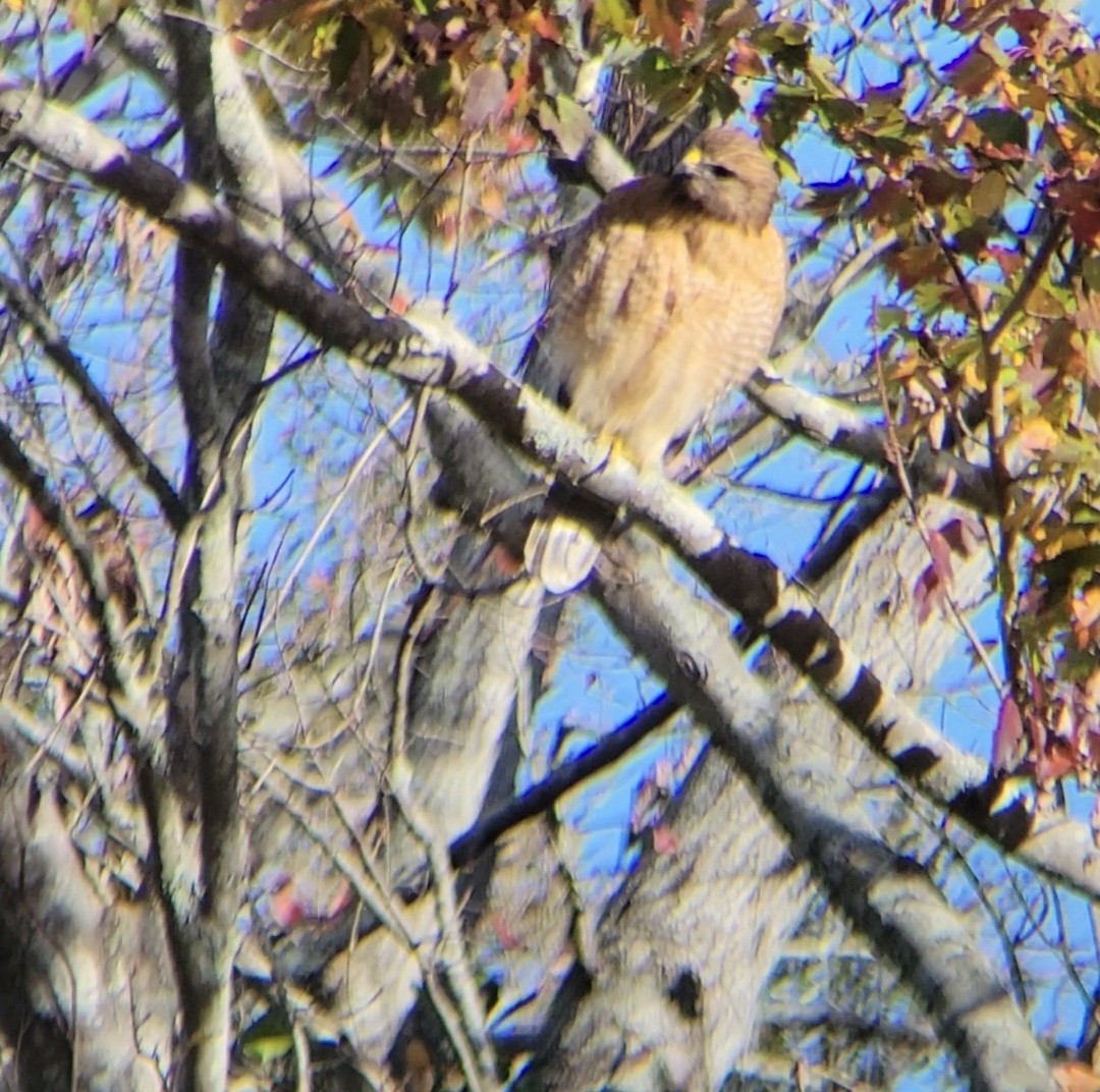 Red-shouldered Hawk - ML647422236