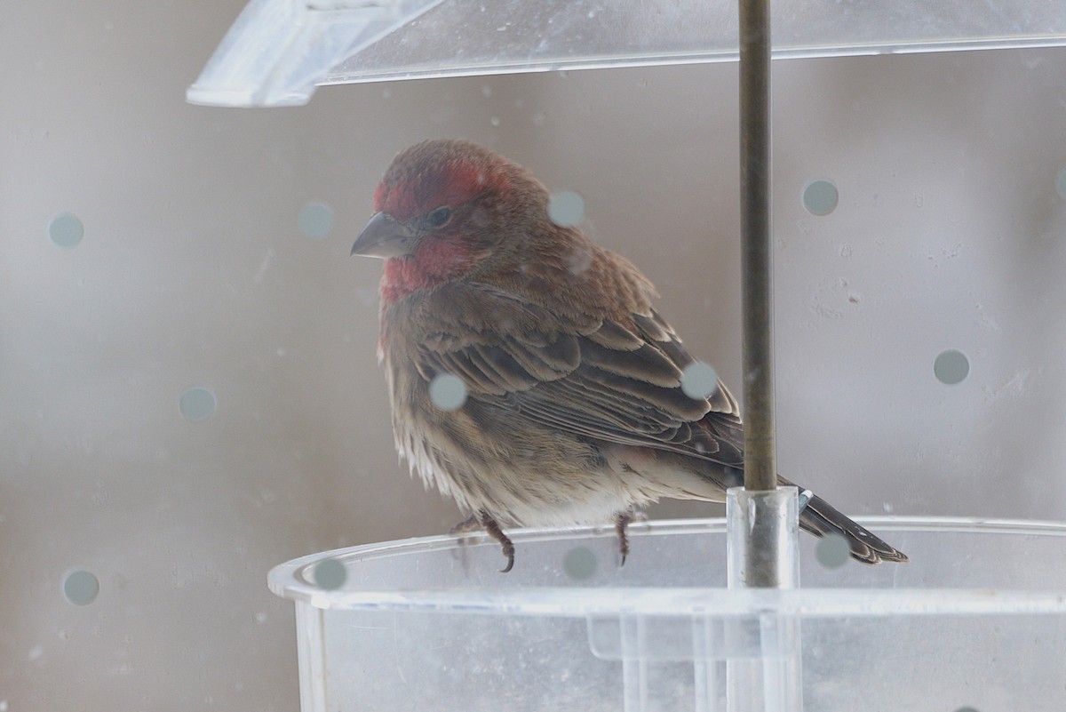 House Finch - ML647422295