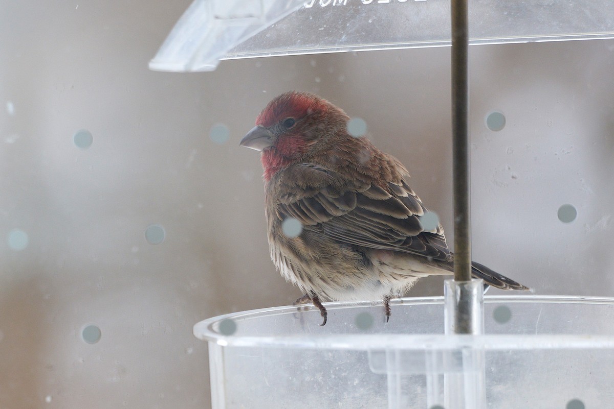 House Finch - ML647422299