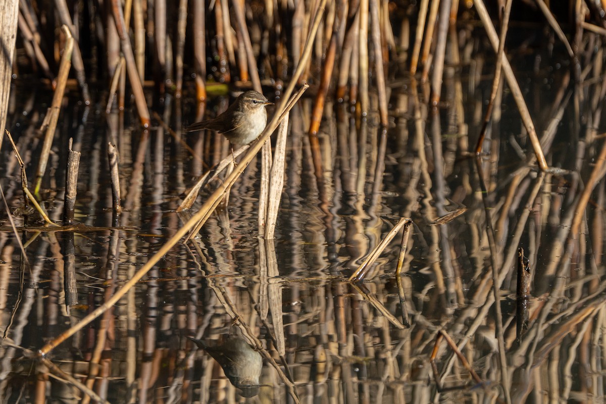 Mosquitero Común - ML647422314