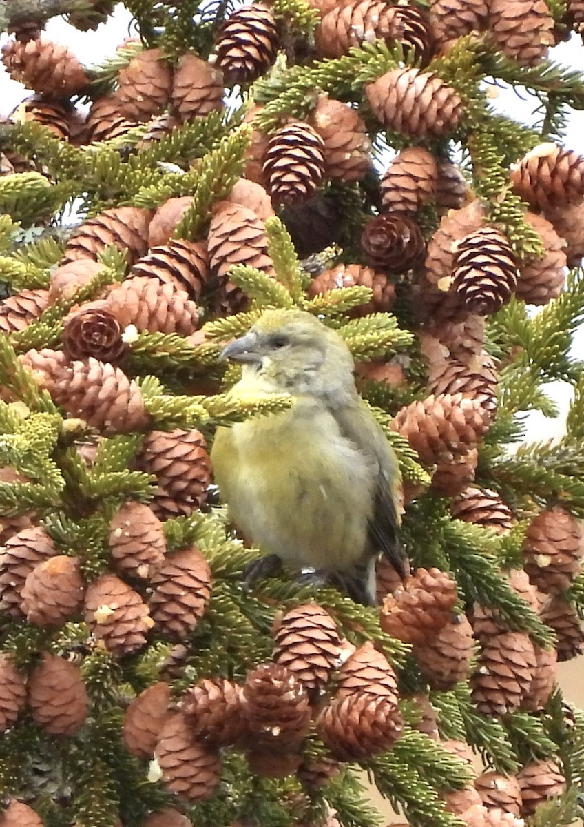 Piquituerto Común - ML647422318