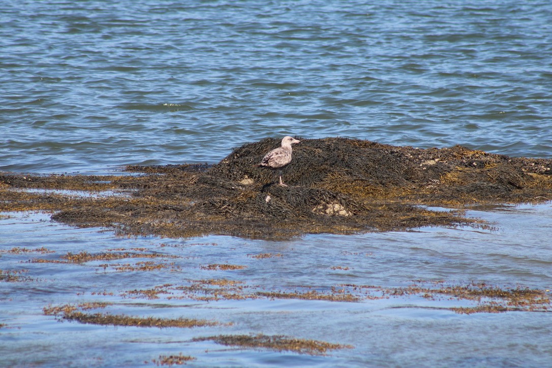 American Herring Gull - ML647422323