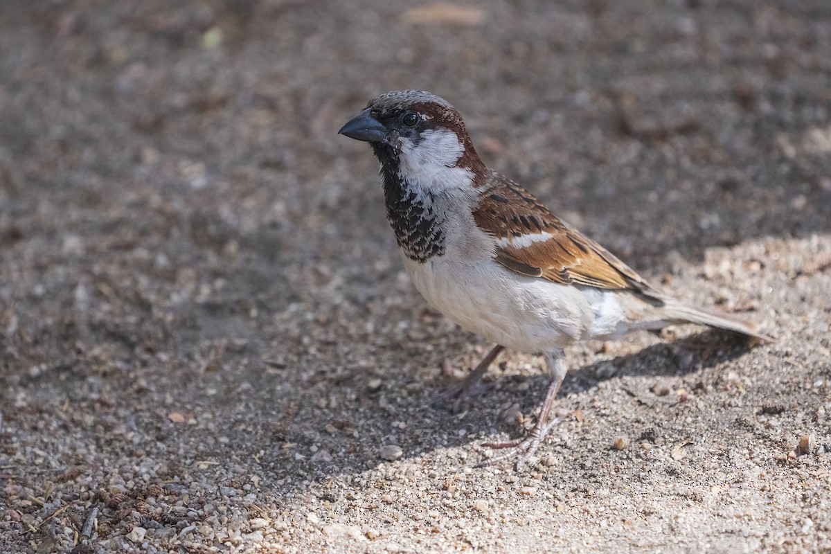 Gorrión Común - ML647422327