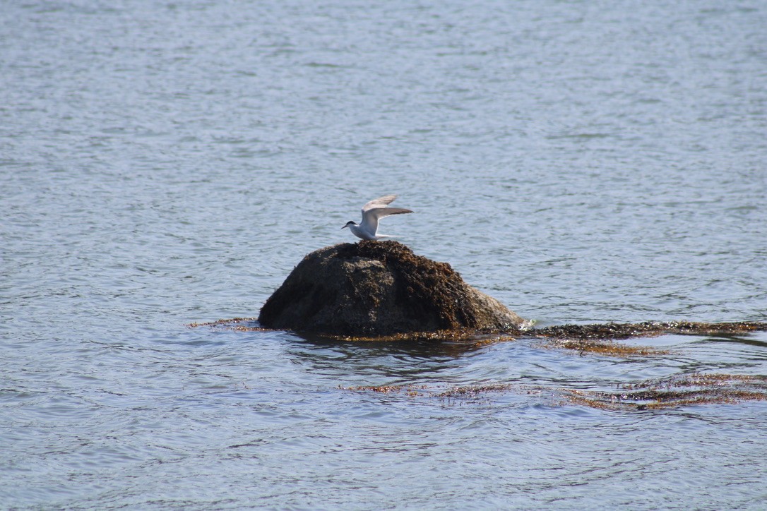 Common Tern - ML647422330