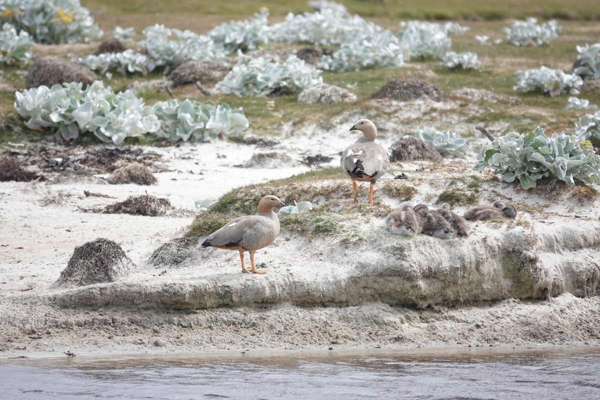 Cauquén Colorado - ML647422342