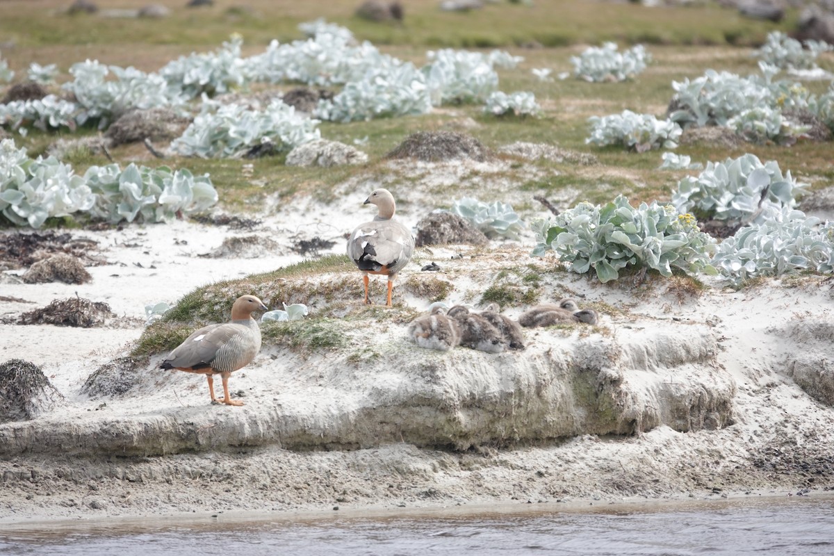 Cauquén Colorado - ML647422344