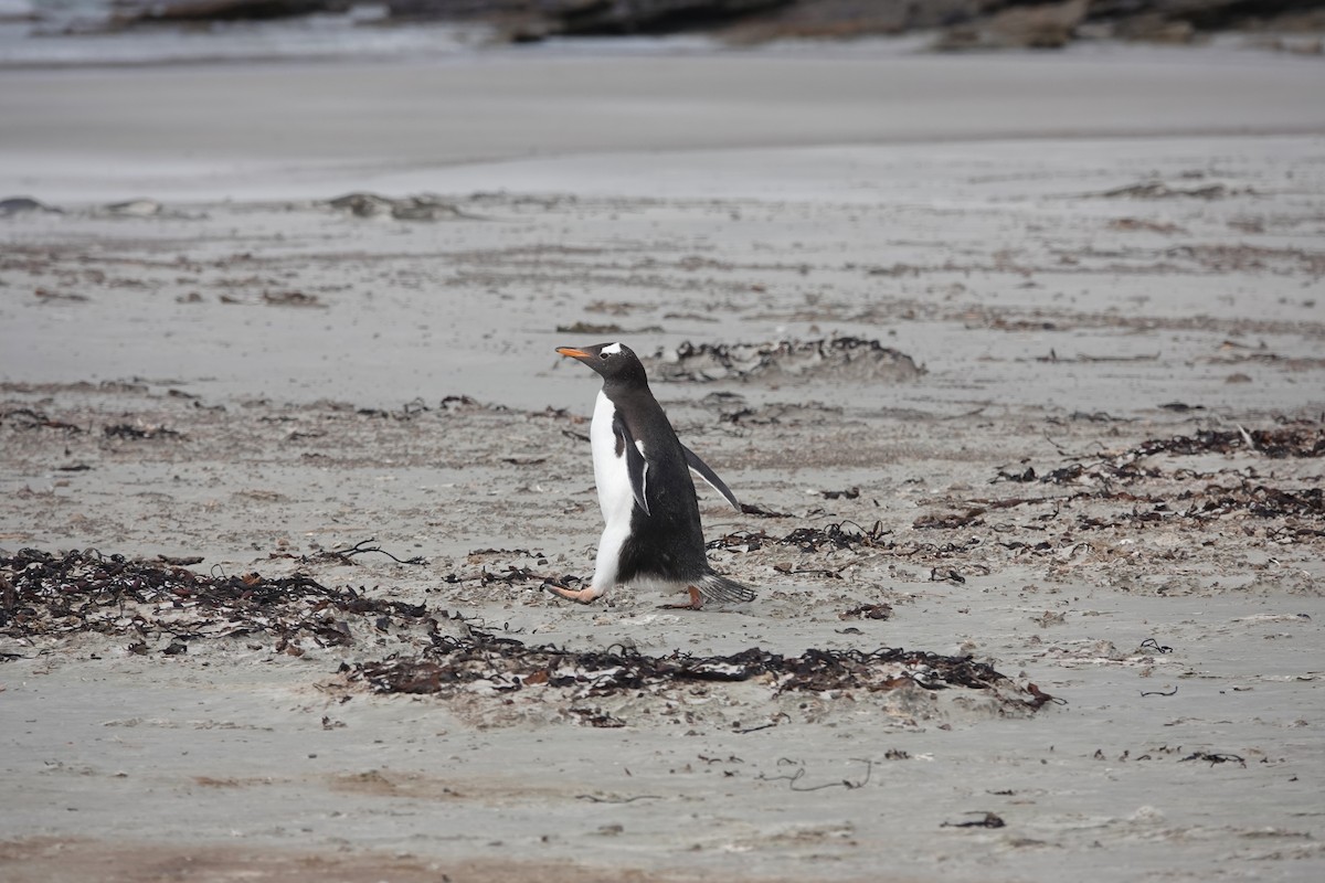 Pingüino Juanito - ML647422352