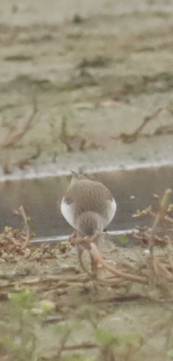 Gambecchio dell'Alaska - ML647422361