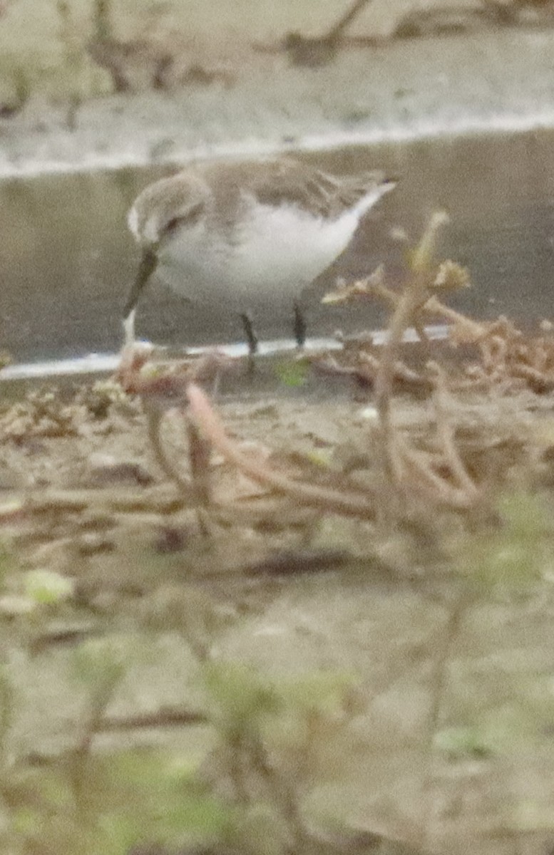 Gambecchio dell'Alaska - ML647422362