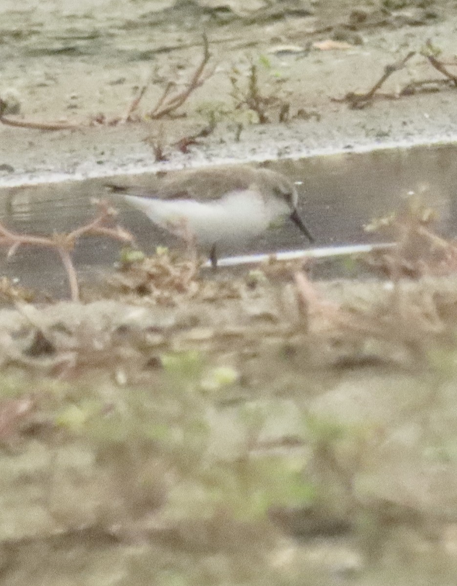 Gambecchio dell'Alaska - ML647422363